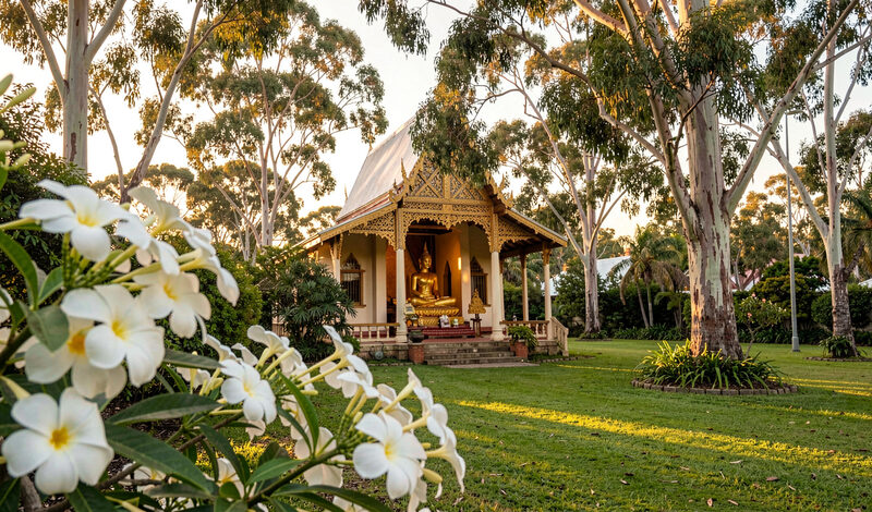 A golden Buddha statue in an open Queensland shrine hall behind white frangipani flowers at golden hour