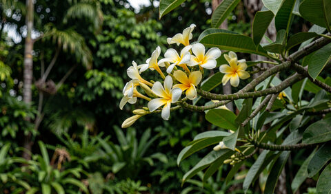 A frangipani branch with white and yellow flowers against a deep green Queensland garden
